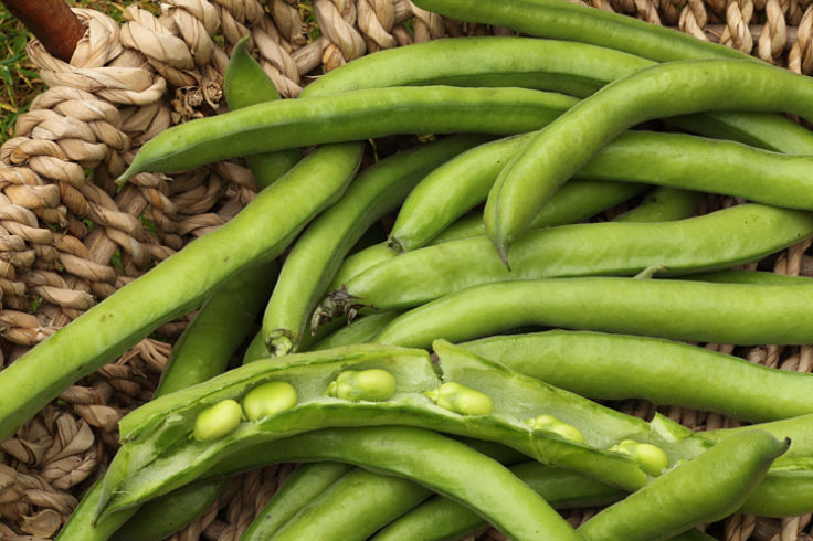 Lovely broad beans freshly picked from your garden - a homegrown delight!