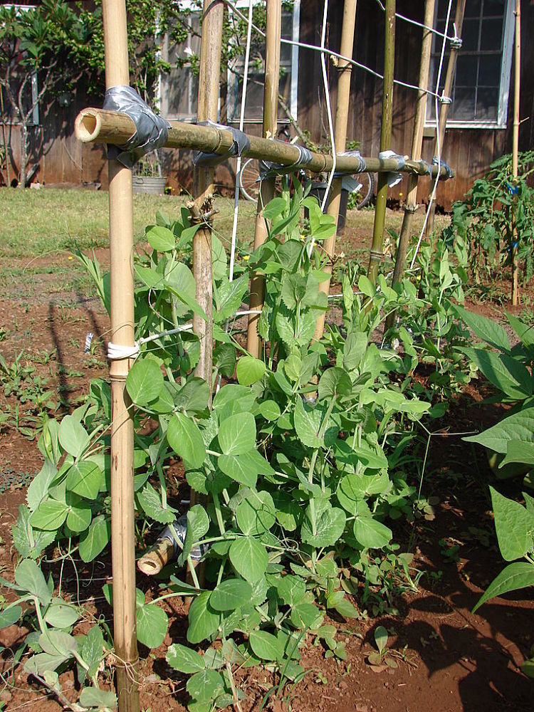 Green peas, snap, sugar and snow peas are easy to grow in a home garden on temporary trellises.