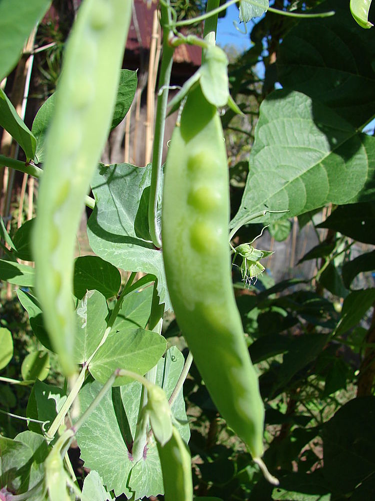 Snap peas and snow peas need to be picked every day as they are eaten whole, pods and all