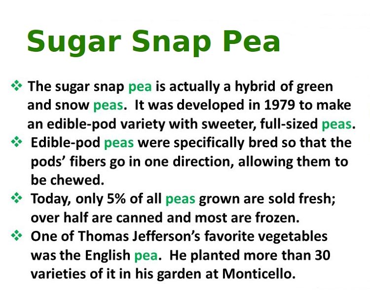 Information about the Sugar Snap Pea - a delightful hybrid with combined benefits of 
  edible peas and pods