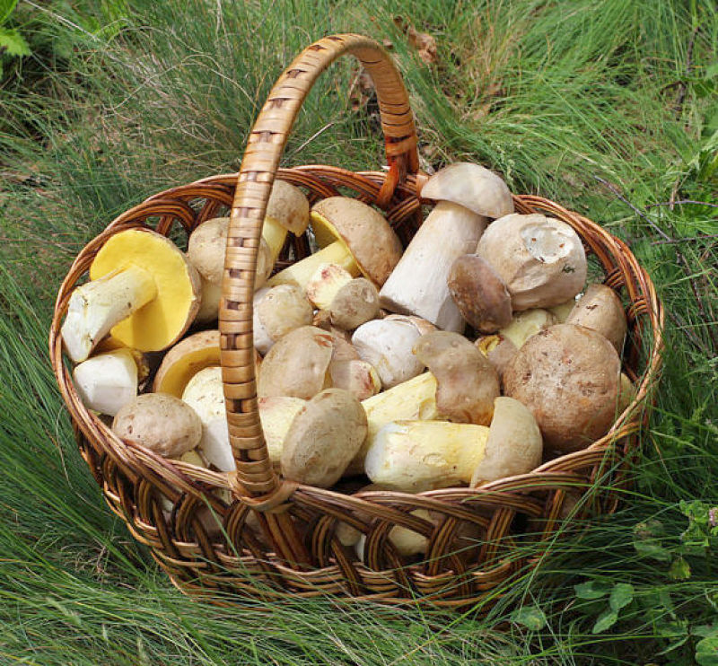 The are many varieties of edible mushrooms that have different nutrients and health benefits