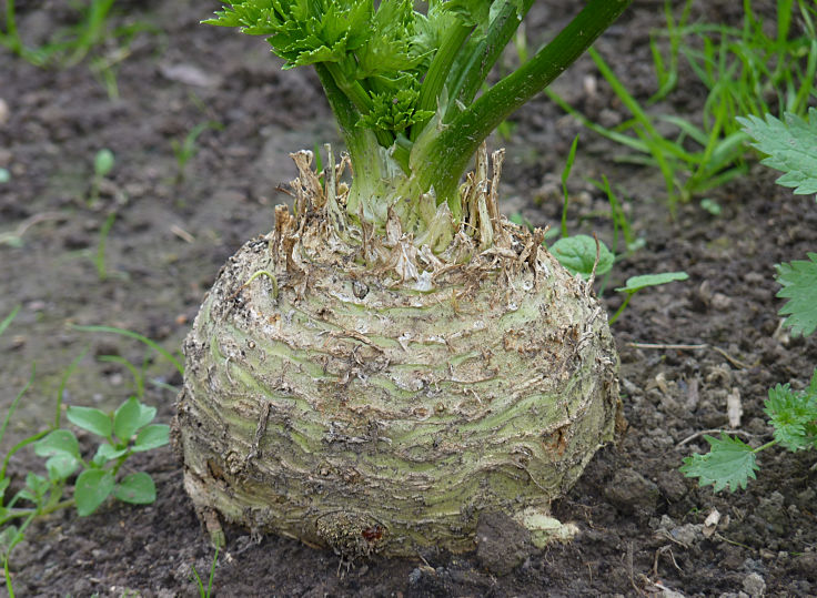 Raw celeriac root, just harvested. They are easy to grow in home gardens