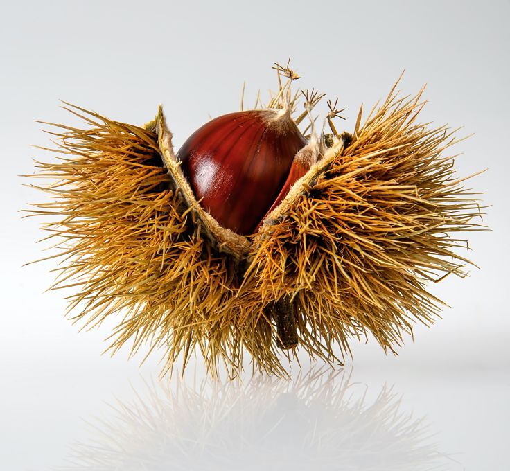 Chestnuts need to be popped out if their skins after boiling of roasting them first.
