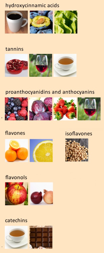  Types of Polyphenols in various food