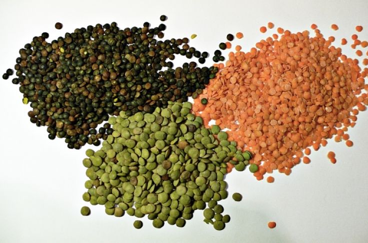 Three common varieties of lentils
