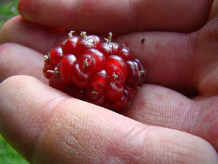 Mulberries are delightful fruit that are very healthy with many health benefits. Discover the nutritional benefits of mulberries here in this article