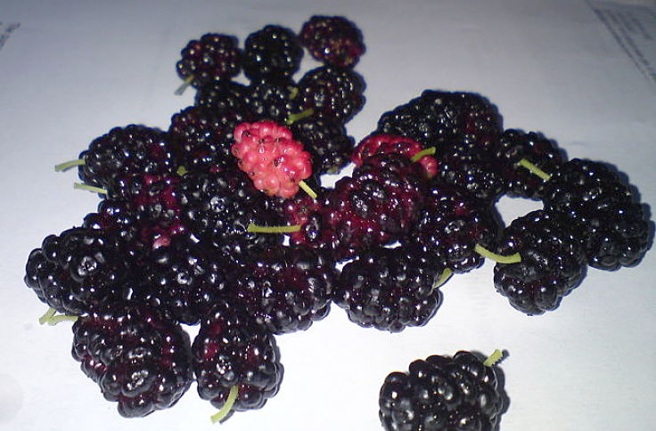 Mulberry tree are prolific and there are many uses for the berries and leaves. Learn more here 