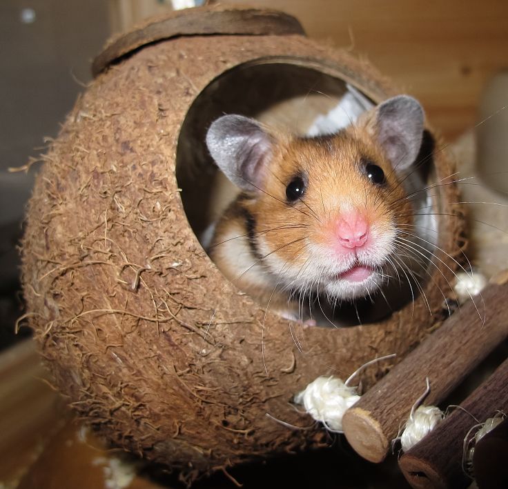 So cute - the many uses for fresh coconut