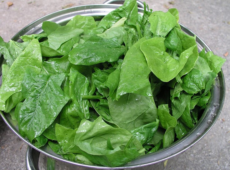Baby spinach leaves are very versatile as a leafy green vegetable and they have an excellent array of nutrients. They are in the to three for best nutrition
