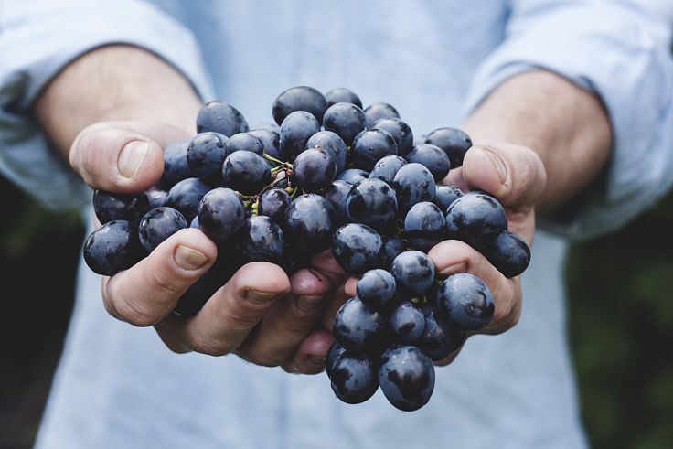 Fresh whole grapes and rich in nutrients. See how to make wide use of grapes in various dishes. They need to be used in moderation as they are rich in calories. Eat the skin as it is nutrient rich.