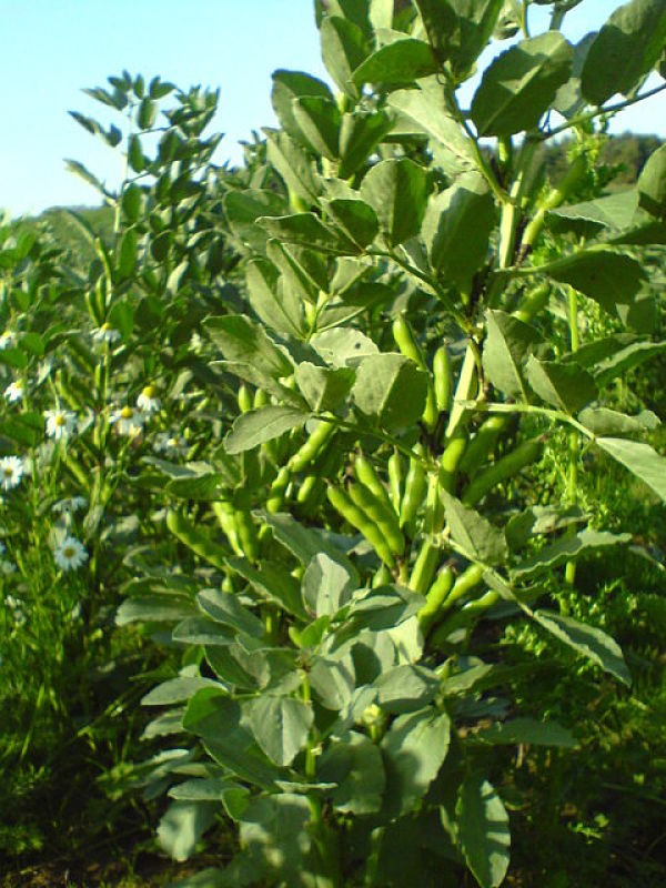 Broad bean pods ready to be harvested. See the great suite of recipes for using the fava beans you harvest