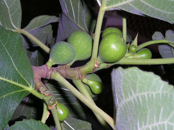 Fig trees are prolific. If you have the space plant a fig tree and enjoy cooking with the fresh fruit in season