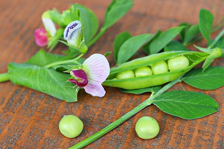 Freshly picked green peas - What a delight!