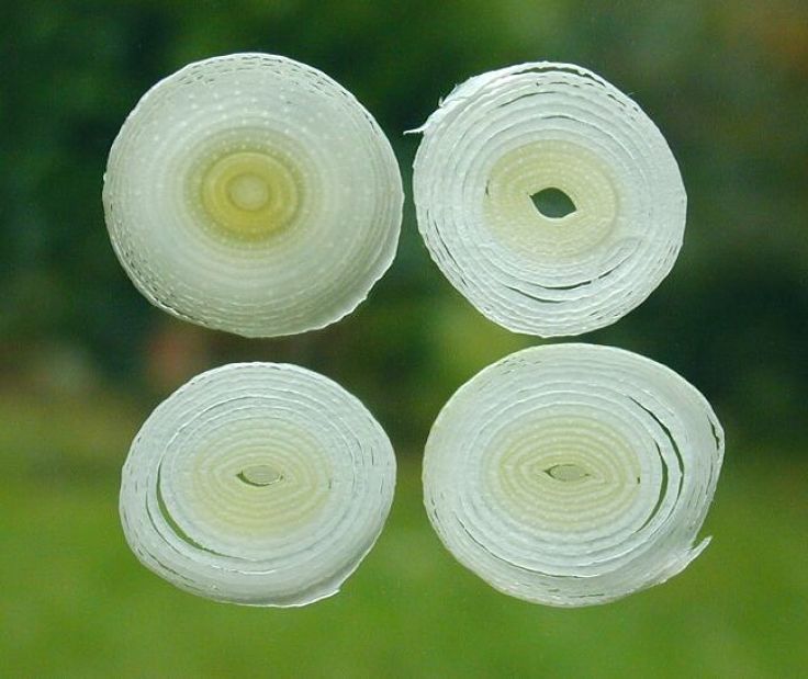 Leek rings, like onion rings, can be shallow fired until they are crisp and brown