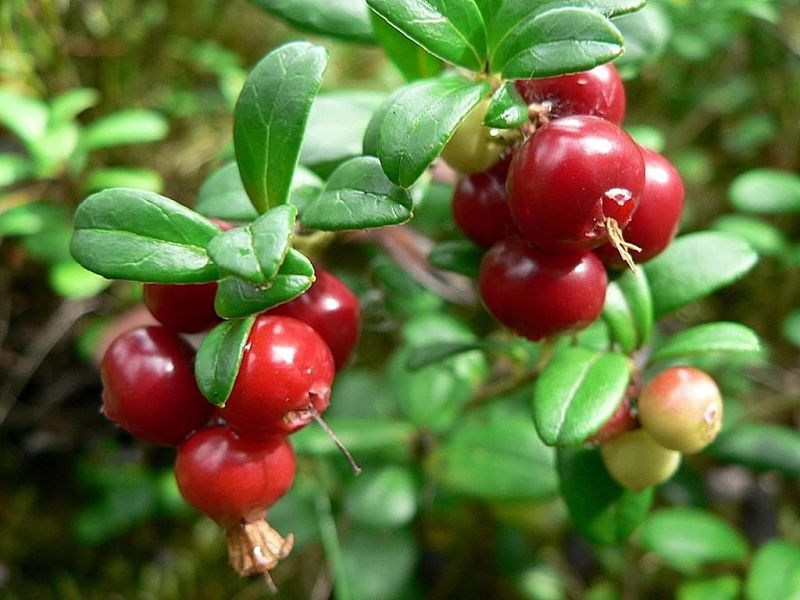 Lingonberries grow wild and are harvested in season