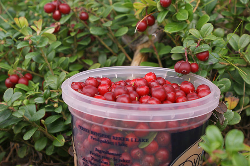 Lingonberries being harvested. See information on their health benefits and nutritional values in the charts provided