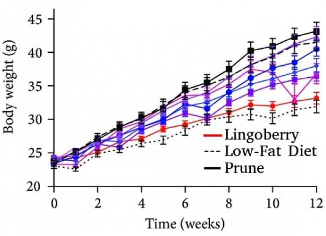 Mice fed Lingoberries showed much less weight gain than mice fed other berries.