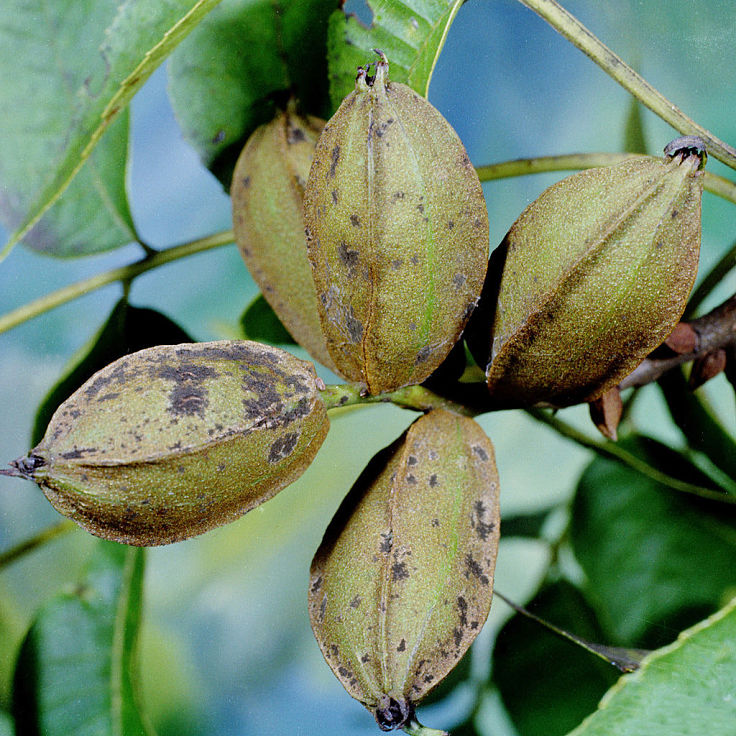 Pecan nuts on the tree