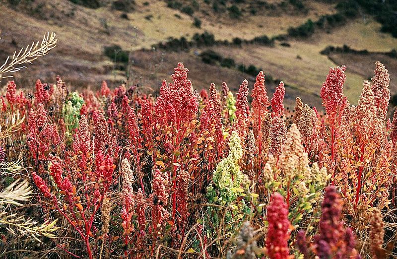 Wild quinoa in Peru