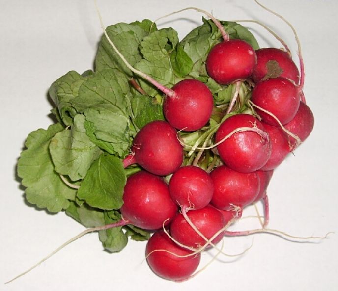 Discover the health benefits of radishes and the nutrition facts. They are very easy to grow.