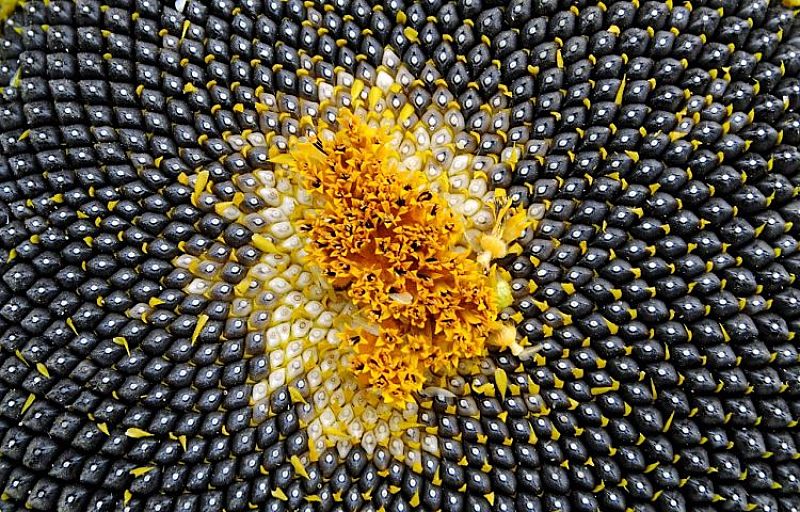 Sunflower seeds are delightful in many cooked dishes