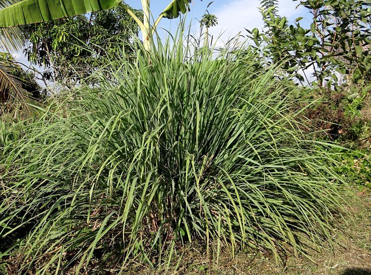 Lemongrass is very large for a herb, growing into a large tall and wide plant