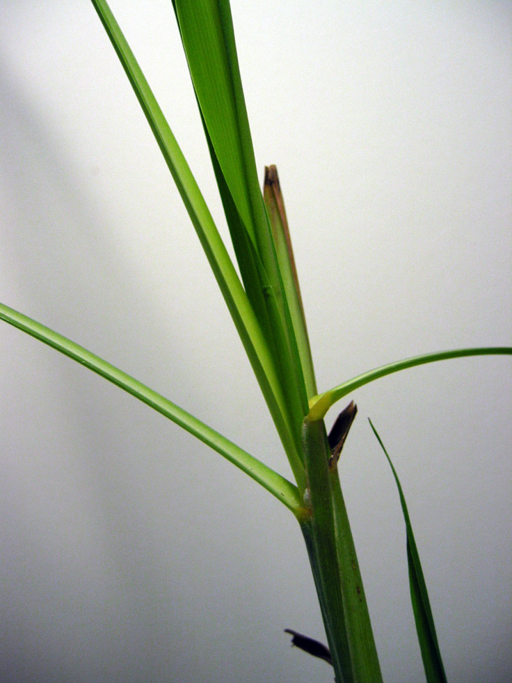 Lemongrass is easy to grow and has a wide range of uses for cooking and in herbal remedies