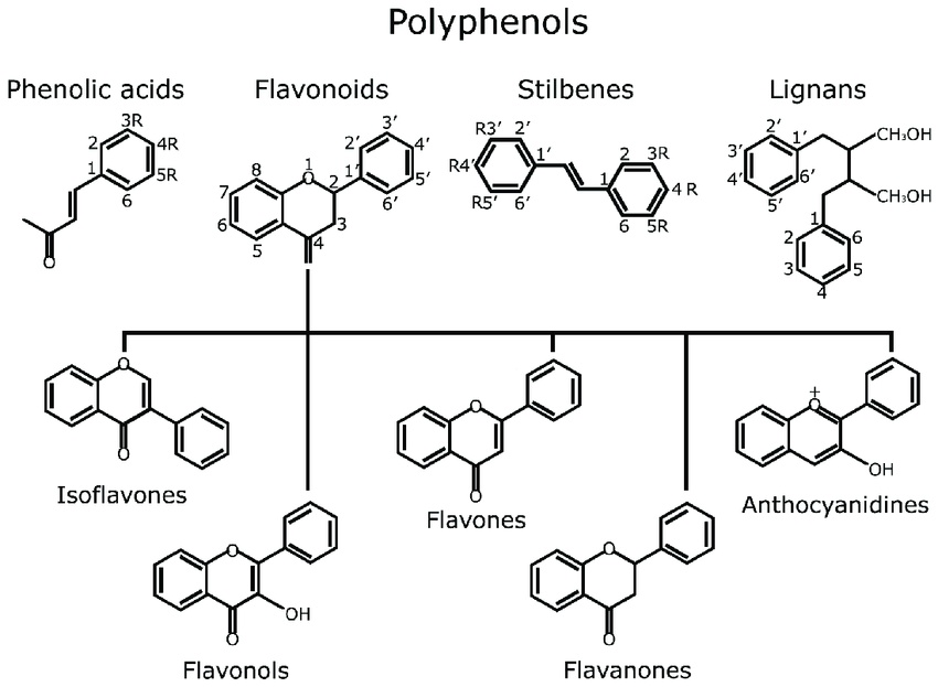  Types of Polyphenols