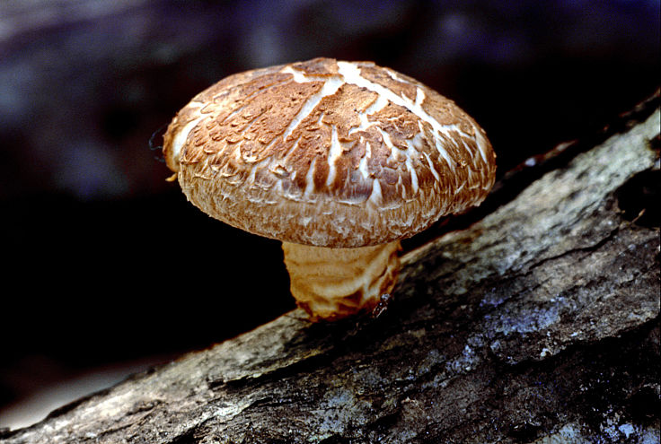 Shiitake mushrooms have the second highest world production