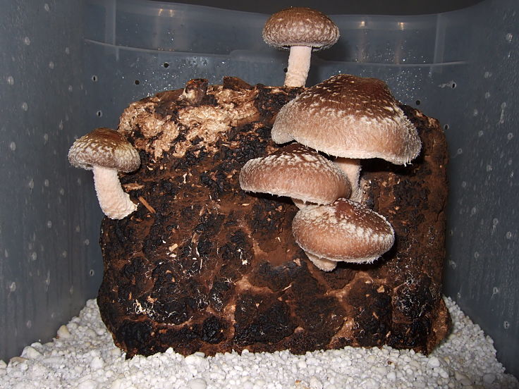 Shiitake mushrooms can be grown at home using kits
