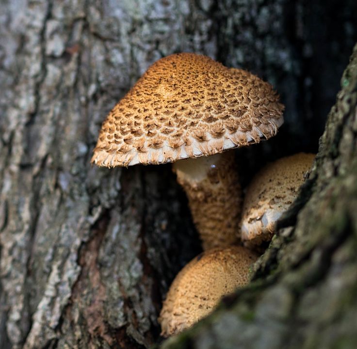 Shiitake mushrooms naturally grow on trees and wood